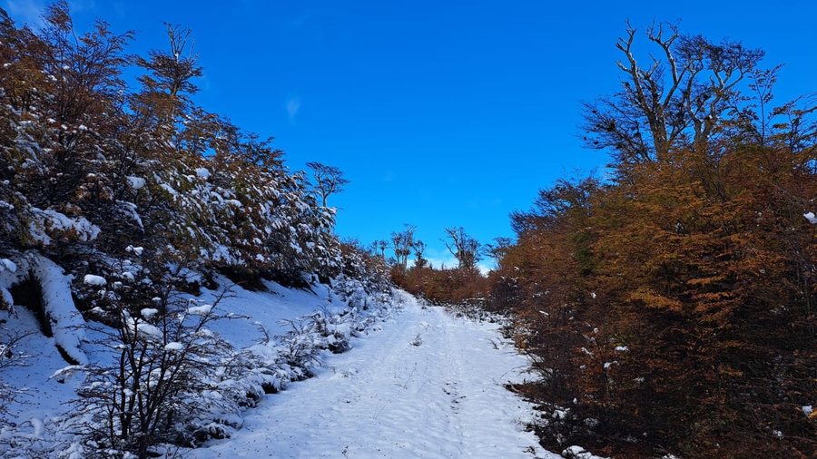 Camino nevado entre bosque y vegetación